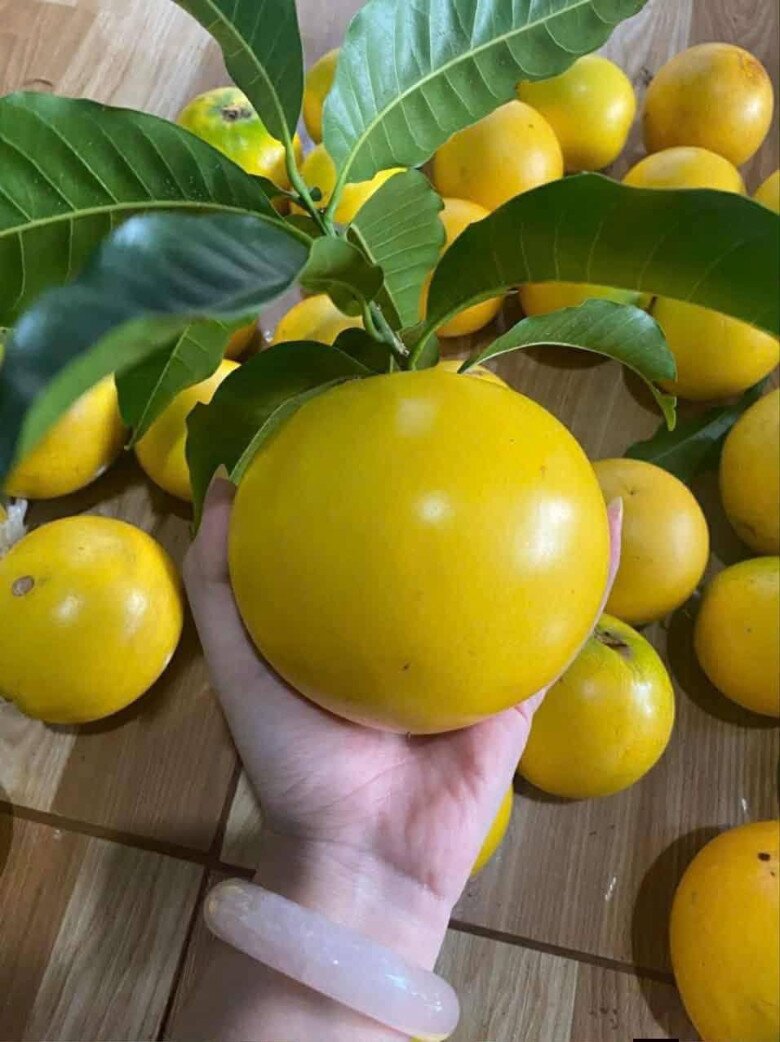 Đặc sản có tên amp;#34;ngượng đỏ mặtamp;#34;, xưa không ai biết nay được ưa chuộng dịp Tết giá 80.000 đ/kg, thu hoạch quanh năm - 2