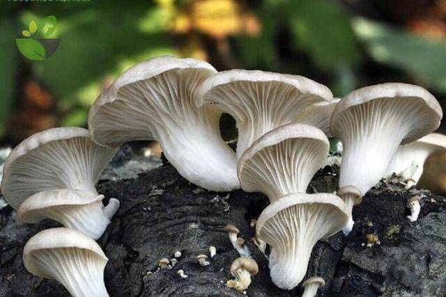 Đặc sản nhà nghèo bổ hơn thịt lợn và thịt bò, xưa mọc dại nay được ưa chuộng ở thành phố, tốt cho sức khoẻ - 5