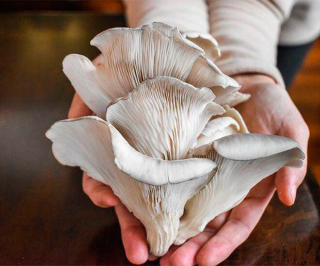 Đặc sản nhà nghèo bổ hơn thịt lợn và thịt bò, xưa mọc dại nay được ưa chuộng ở thành phố, tốt cho sức khoẻ - 1