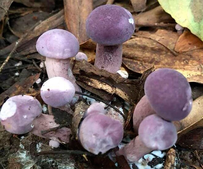 Đặc sản nhà nghèo amp;#34;ngon hơn rau, bổ hơn thịtamp;#34;, nay làm thành đủ món ăn ngon giá 50.000 đồng/kg, tốt cho sức khoẻ - 1