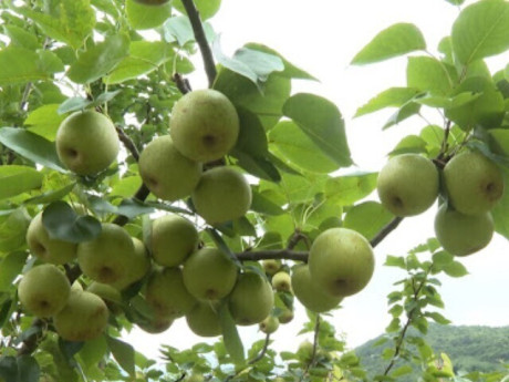 Loại quả “tốt nhất thế giới” chỉ có ở Tuyên Quang, trồng một lần thu hoạch nhiều năm, thành đặc sản nổi tiếng 70.000 đồng/kg
