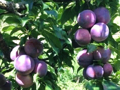 Loại quả “tốt nhất thế giới” chỉ có ở Sơn La, thành đặc sản nổi tiếng 80.000 đồng/kg, trồng một lần thu hoạch nhiều năm