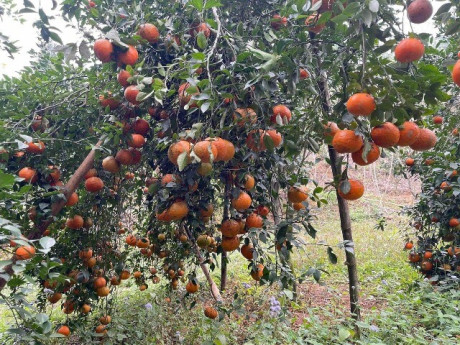 Loại quả "tốt nhất thế giới" chỉ có ở Thái Nguyên, trồng một lần thu hoạch nhiều năm, thành đặc sản được ưa chuộng dịp Tết