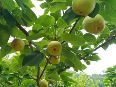 Loại quả “tốt nhất thế giới” chỉ có ở Lào Cai, trồng một lần thu hoạch nhiều năm, thành đặc sản nổi tiếng 65.000 đồng/kg