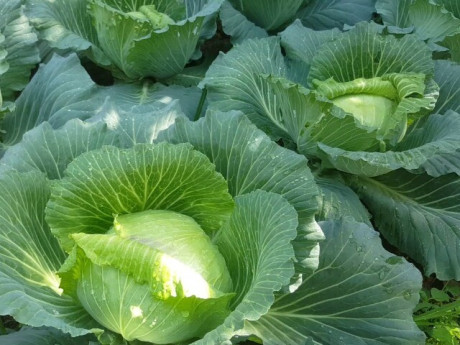 Loại rau "tốt bậc nhất thế giới" ở Việt Nam được trồng bạt ngàn thành đặc sản, giá từ 8.000 đồng/kg, tốt cho sức khỏe