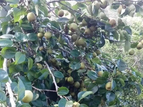 Loại quả "tốt nhất thế giới" được trồng bạt ngàn ở Việt Nam, thành đặc sản từ 15.000 đồng/kg, tốt cho sức khỏe