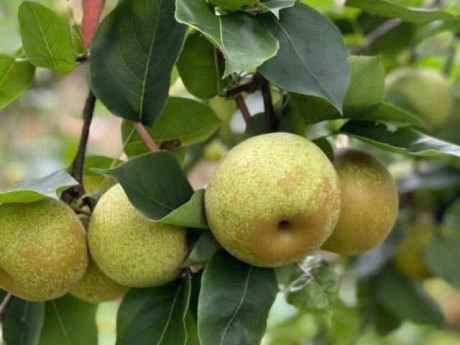 Sức khỏe - Loại quả "tốt nhất thế giới" chỉ có ở Lào Cai, trồng một lần thu hoạch nhiều năm, thành đặc sản tốt cho sức khoẻ