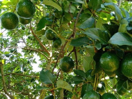 Loại quả "tốt nhất thế giới" chỉ có ở Tây Nguyên, thành đặc sản nổi tiếng 60.000 đồng/kg, trồng một lần thu hoạch nhiều năm