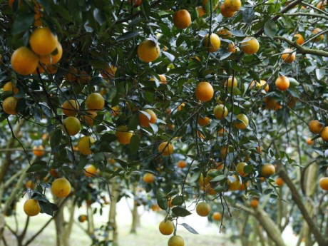 Loại quả "tốt nhất thế giới" chỉ có ở Phú Thọ, thành đặc sản nổi tiếng được ưa chuộng, trồng một lần thu hoạch nhiều năm