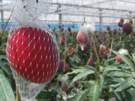 Loại quả đắt nhất thế giới, Việt Nam trồng thành công một lần thu hoạch nhiều năm, thành đặc sản tốt cho sức khoẻ