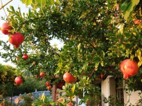 Loại quả "tốt nhất thế giới" chỉ có ở Lâm Đồng, thành đặc sản nổi tiếng được ưa chuộng, trồng một lần thu hoạch nhiều năm