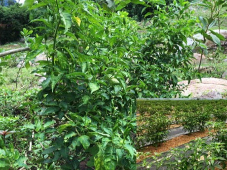 Loại quả "tốt nhất thế giới" chỉ có ở Quảng Ngãi, thành đặc sản trồng 3 tháng cho thu hoạch, tốt cho sức khoẻ