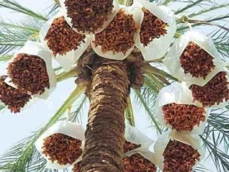 Loại quả "tốt nhất thế giới" chỉ có ở Đồng Tháp, trồng một lần thu hoạch nhiều năm, thành đặc sản nổi tiếng 250.000 đ/kg