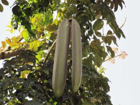 Loại quả xưa dành cho người nghèo, nay thành đặc sản khoái khẩu được ưa chuộng, tốt cho sức khoẻ