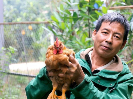 Loài vật từng chỉ có trong truyền thuyết Sơn Tinh – Thủy Tinh nay thành kiểu làm giàu của người dân Phú Thọ