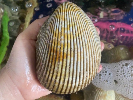 Đặc sản nghe tên "ngượng đỏ mặt", xưa không ai biết đến nay dân thành phố ưa chuộng vì hương vị lạ, 300.000 đồng/kg