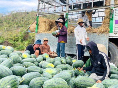Giá dưa hấu còn 1.000 đồng/kg, nhiều hộ trồng lỗ hàng trăm triệu đồng