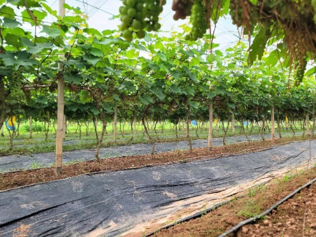 Loại quả "tốt nhất thế giới" chỉ có ở Bắc Ninh, trồng 12 tháng cho thu hoạch, thành đặc sản nổi tiếng giá 200.000 đồng/kg