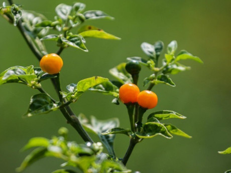 Loại quả đắt nhất thế giới, Việt Nam trồng bạt ngàn 3 tháng cho thu hoạch, thành đặc sản tốt cho sức khoẻ