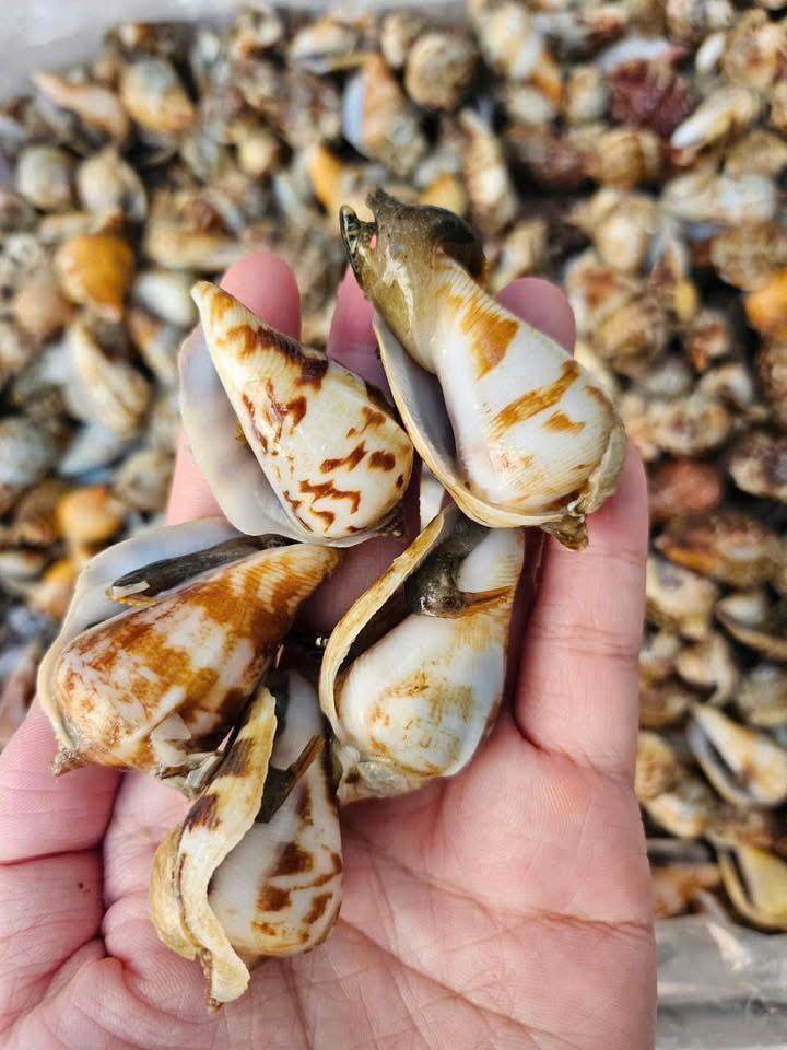 Đặc sản có tên amp;#34;ngượng đỏ mặtamp;#34;, xưa không ai biết nay thành món khoái khẩu được ưa chuộng 200.000 đ/kg, thu hoạch quanh năm - 2