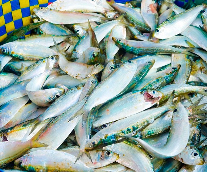 Loài cá ở quê amp;#34;tốt hơn cá hồiamp;#34;, xưa cho lợn ăn nay thành đặc sản khoái khẩu được ưa chuộng, tốt cho sức khoẻ - 1