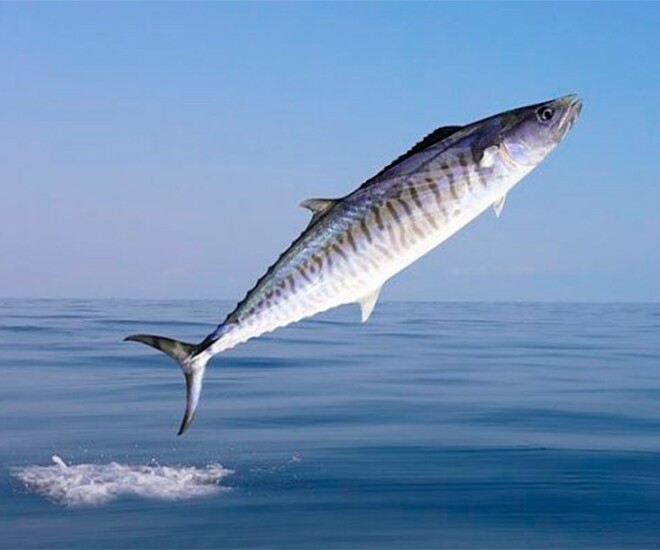 Loại cá amp;#34;tốt hơn cá hồiamp;#34; chợ Việt bán nhiều vô kể, xưa ít người ăn nay thành đặc sản từ 90.000 đồng/kg, tốt cho sức khoẻ - 1