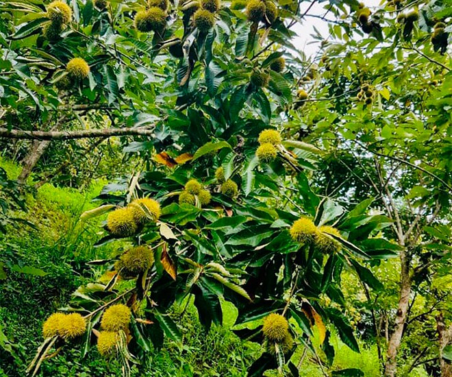 Loại hạt amp;#34;tốt nhất thế giớiamp;#34;, Việt Nam trồng bạt ngàn thành đặc sản đắt khách dịp Tết, tốt cho sức khoẻ - 1