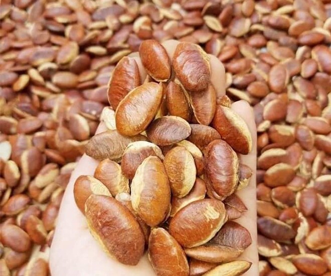 Loại hạt xưa rụng đầy gốc không ai ăn, giờ thành đặc sản được ưa chuộng, 150.000 đồng/kg amp;#34;cháy hàngamp;#34; dịp Tết - 1