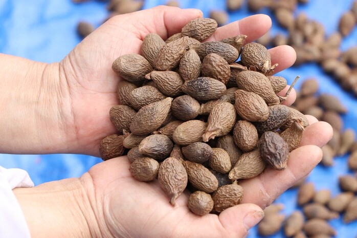 Loại hạt xưa rụng đầy gốc không ai ăn, giờ thành đặc sản giá 300.000 đồng/kg, có bạt ngàn ở Việt Nam thu hoạch nhiều năm - 2