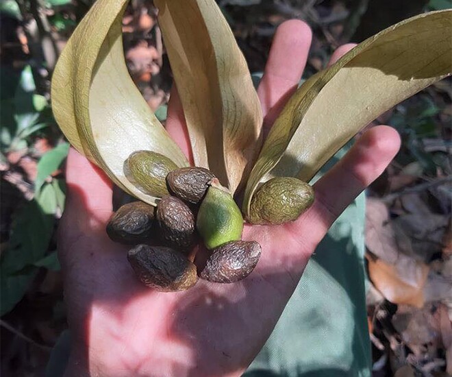 Loại hạt xưa rụng đầy gốc không ai ăn, giờ thành đặc sản giá 300.000 đồng/kg, có bạt ngàn ở Việt Nam thu hoạch nhiều năm - 1