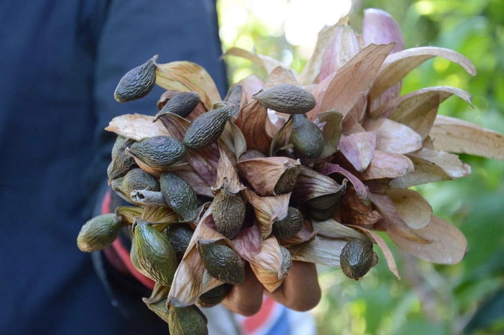 Loại hạt xưa rụng đầy gốc không ai ăn, giờ thành đặc sản giá 300.000 đồng/kg, có bạt ngàn ở Việt Nam thu hoạch nhiều năm - 4