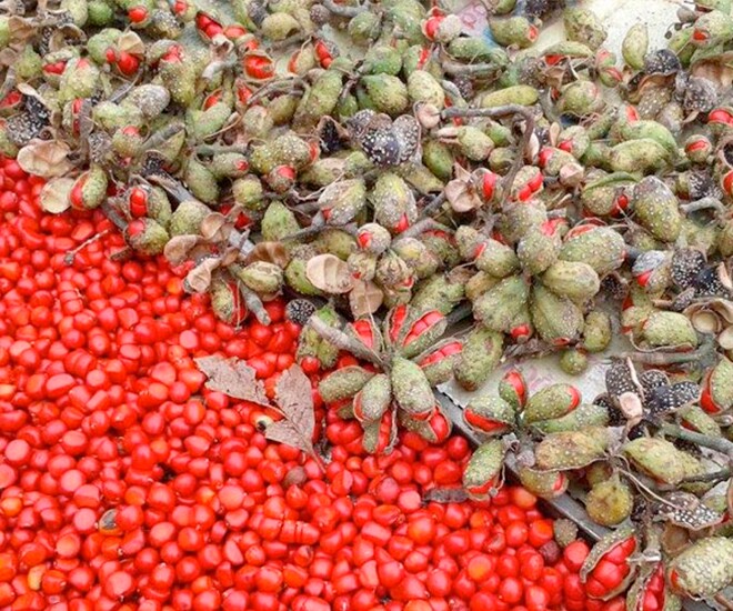 Loại hạt xưa rụng đầy gốc không ai ăn, nay thành đặc sản được ưa chuộng, trồng bạt ngàn ở Việt Nam thu hoạch nhiều năm - 1