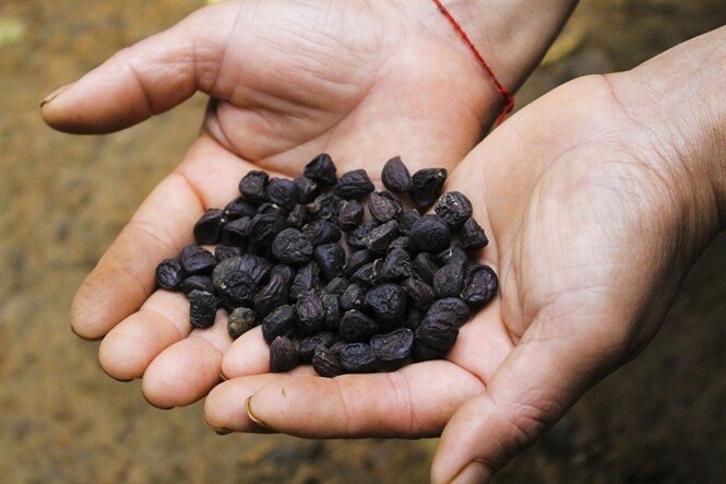 Loại hạt xưa rụng đầy gốc không ai ăn, nay thành đặc sản được ưa chuộng, trồng bạt ngàn ở Việt Nam thu hoạch nhiều năm - 3