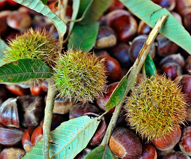 Loại hạt xưa rụng đầy gốc, nay thành đặc sản được ưa chuộng giá 100.000 đ/kg, trồng bạt ngàn ở Việt Nam thu hoạch nhiều năm - 1