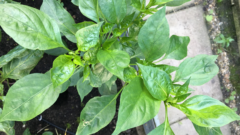 Loại lá xưa không ai ăn, nay thành đặc sản được người thành phố ưa chuộng vì hương vị đặc biệt, tốt cho sức khoẻ - 3