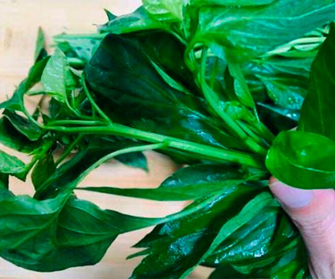 Loại lá xưa không ai ăn, nay thành đặc sản được người thành phố ưa chuộng vì hương vị đặc biệt, tốt cho sức khoẻ - 1
