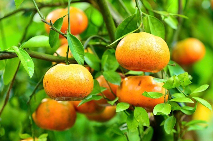 Loại quả đặc sản “tốt nhất thế giới” chỉ có ở Đồng Tháp, trồng một lần thu hoạch nhiều năm, tốt cho sức khoẻ - 2