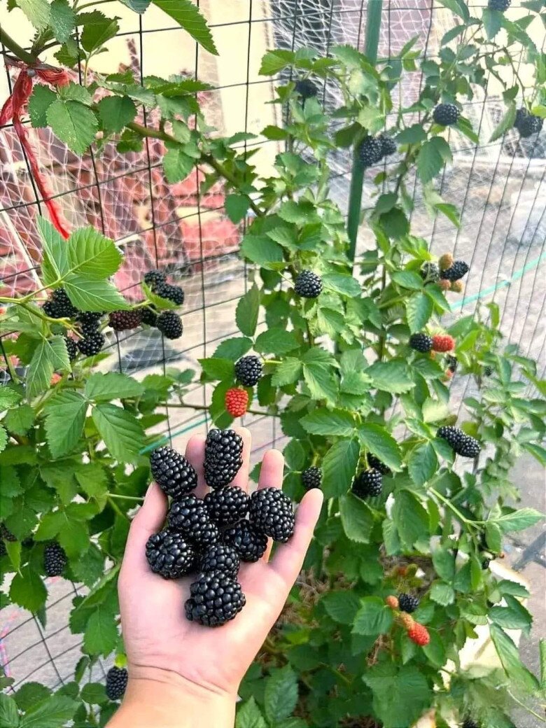 Loại quả đặc sản amp;#34;tốt nhất thế giớiamp;#34; chỉ có ở Lâm Đồng, nghe tên đã thấy no đủ, trồng một lần thu hoạch nhiều năm - 3