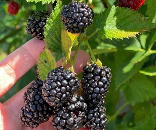 Loại quả đặc sản amp;#34;tốt nhất thế giớiamp;#34; chỉ có ở Lâm Đồng, nghe tên đã thấy no đủ, trồng một lần thu hoạch nhiều năm - 1