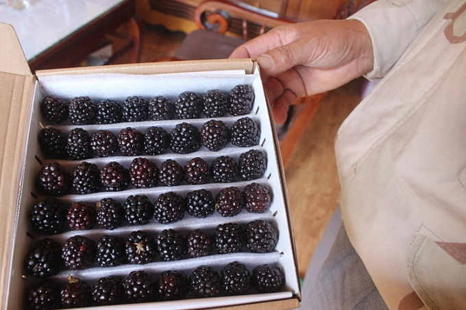 Loại quả đặc sản amp;#34;tốt nhất thế giớiamp;#34; chỉ có ở Lâm Đồng, nghe tên đã thấy no đủ, trồng một lần thu hoạch nhiều năm - 2