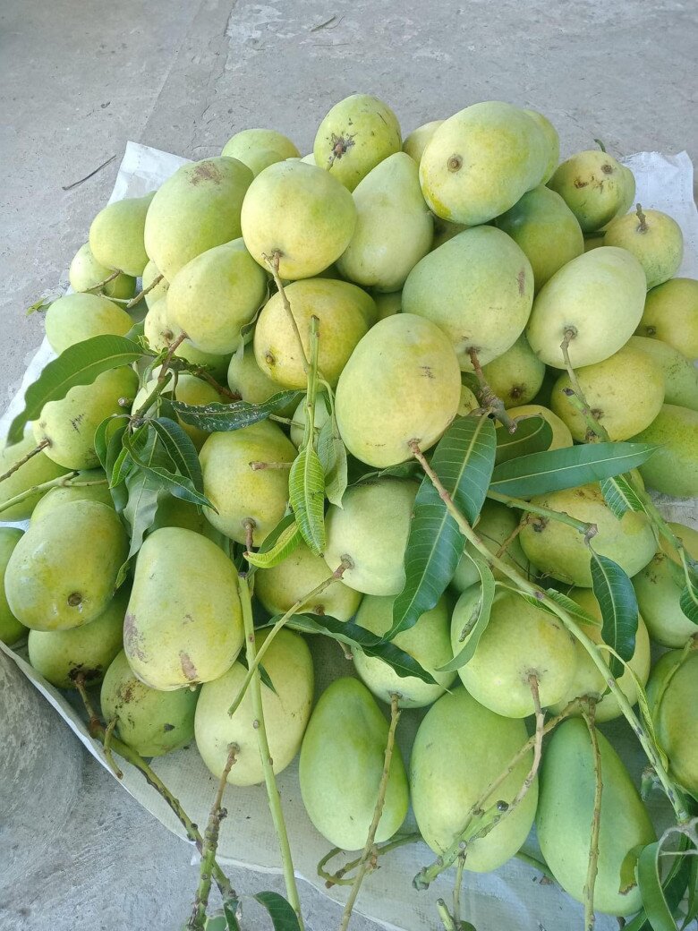 Loại quả đặc sản amp;#34;tốt nhất thế giớiamp;#34; chỉ có ở Vĩnh Long, nghe tên đã thấy giàu sang, trồng một lần thu hoạch nhiều năm - 2
