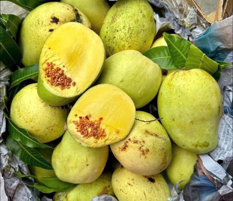 Loại quả đặc sản amp;#34;tốt nhất thế giớiamp;#34; chỉ có ở Vĩnh Long, nghe tên đã thấy giàu sang, trồng một lần thu hoạch nhiều năm - 4