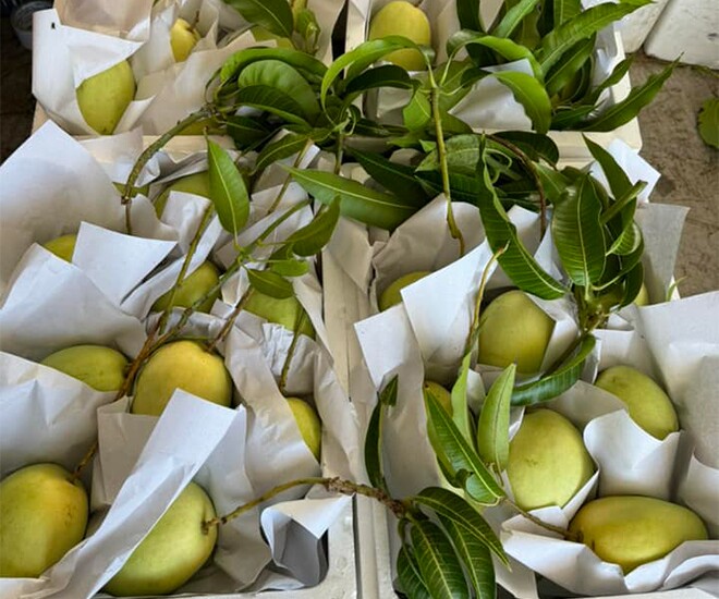 Loại quả đặc sản amp;#34;tốt nhất thế giớiamp;#34; chỉ có ở Vĩnh Long, nghe tên đã thấy giàu sang, trồng một lần thu hoạch nhiều năm - 1