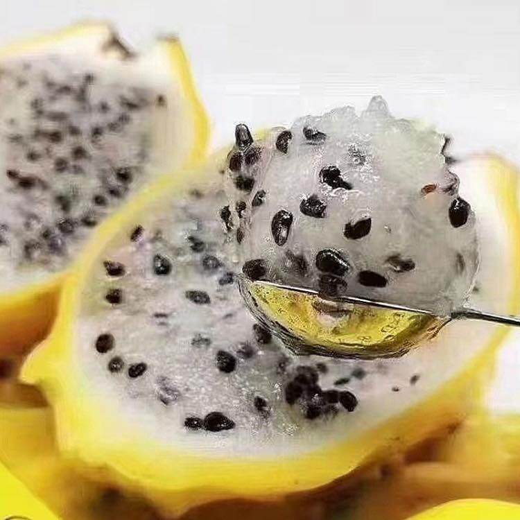 Loại quả đắt nhất thế giới, Việt Nam trồng 10 tháng cho thu hoạch, thành đặc sản nổi tiếng tốt cho sức khoẻ - 2