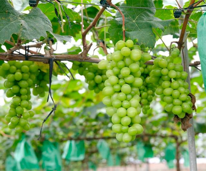 Loại quả đắt nhất thế giới, Việt Nam trồng 2 năm cho thu hoạch, thành đặc sản nổi tiếng tốt cho sức khoẻ - 1