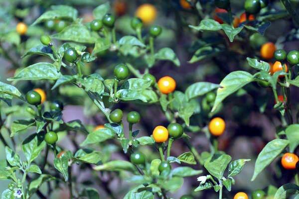 Loại quả đắt nhất thế giới, Việt Nam trồng bạt ngàn 3 tháng cho thu hoạch, thành đặc sản tốt cho sức khoẻ - 2