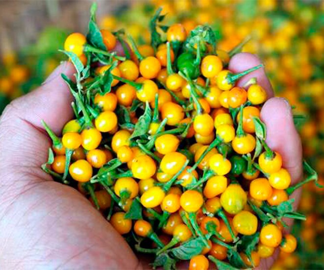 Loại quả đắt nhất thế giới, Việt Nam trồng bạt ngàn 3 tháng cho thu hoạch, thành đặc sản tốt cho sức khoẻ - 1