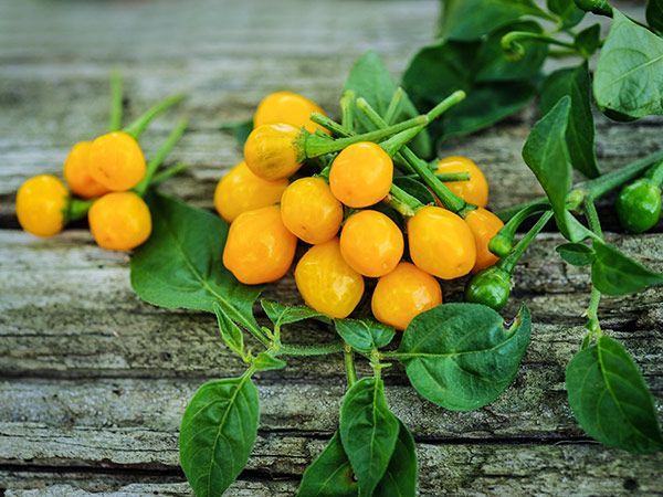 Loại quả đắt nhất thế giới, Việt Nam trồng bạt ngàn 3 tháng cho thu hoạch, thành đặc sản tốt cho sức khoẻ - 3