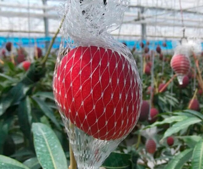 Loại quả đắt nhất thế giới, Việt Nam trồng th&agrave;nh c&ocirc;ng một lần thu hoạch nhiều năm, th&agrave;nh đặc sản tốt cho sức khoẻ - 1