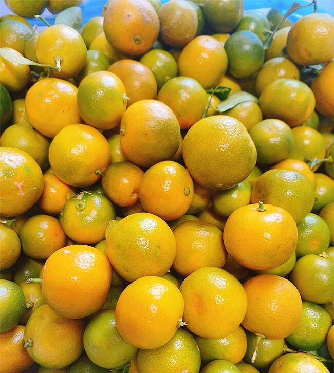 Loại quả được Đại học Harvard xếp hạng “tốt nhất thế giới”, Việt Nam trồng bạt ngàn thành đặc sản dịp Tết, tốt cho sức khoẻ - 3